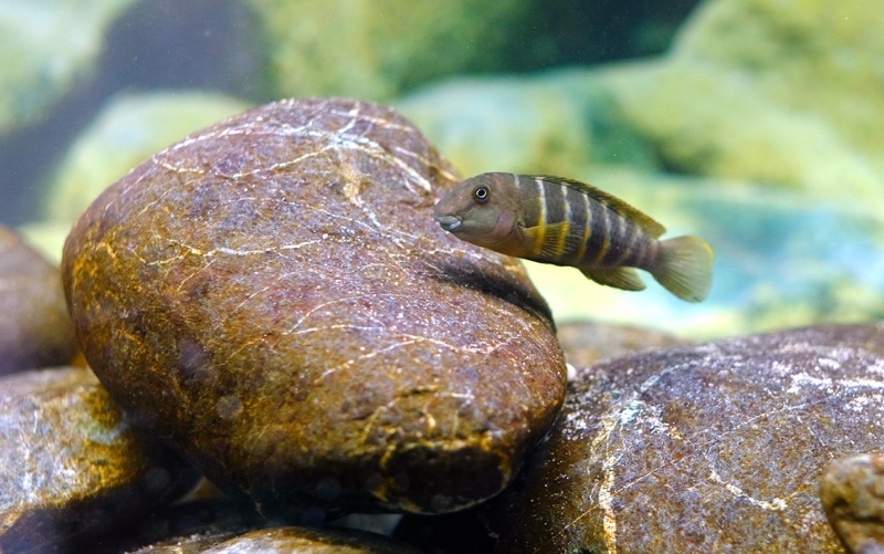 Eretmodus marksmithi 'Milima Island'